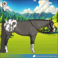 Horse Color:Grullo Blanket Brindle 