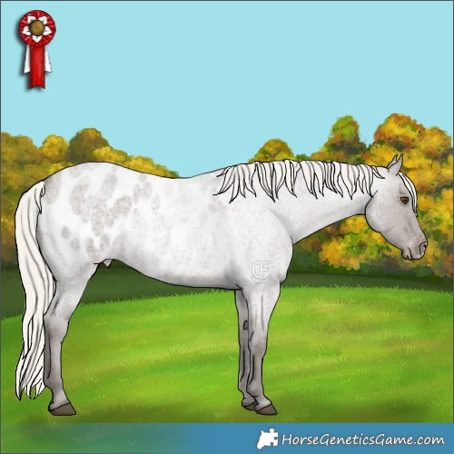 Horse Color:Silver Smoky Grullo Roan Appaloosa 
