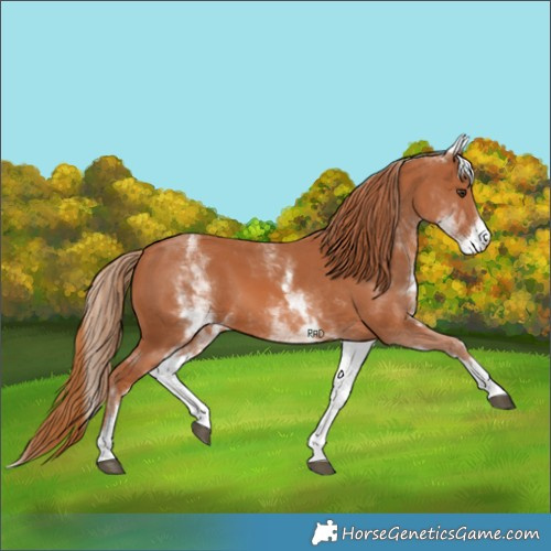 Horse Color:White Spotted Chestnut 