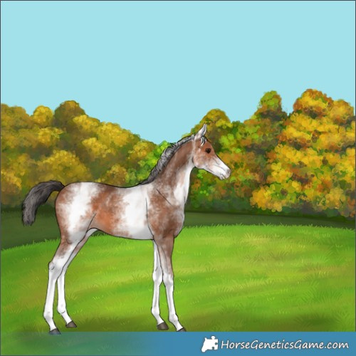 Horse Color:White Spotted Bay 