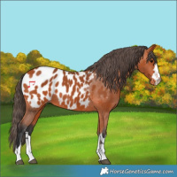 Horse Color:Bay Appaloosa 