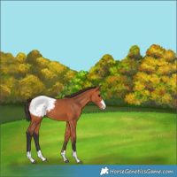 Horse Color:Bay Appaloosa 