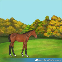 Horse Color:Bay 