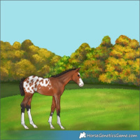 Horse Color:Bay Appaloosa 