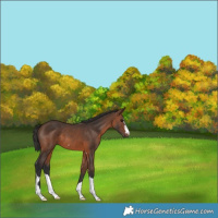 Horse Color:Brown 