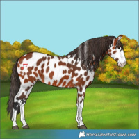 Horse Color:Bay Appaloosa 