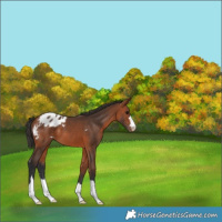 Horse Color:Bay Appaloosa 