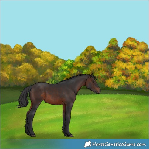 Horse Color:Brown 