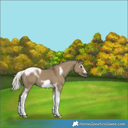 Horse Color:Gray Silver Smoky Grullo Splash Tobiano Frame 