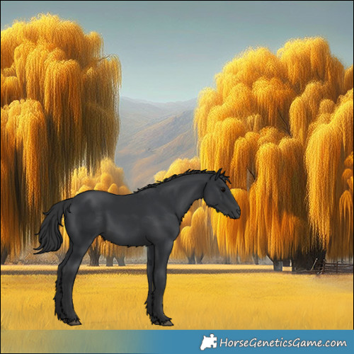 Horse Color:Black 