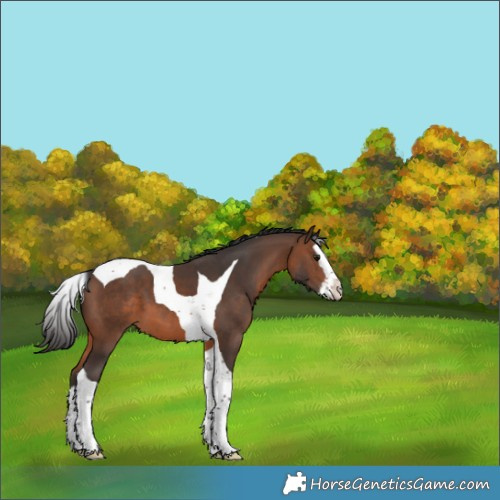 Horse Color:Brown Splash Tobiano
