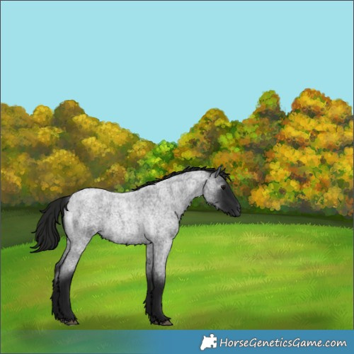 Horse Color:Gray Smoky Blue Roan 