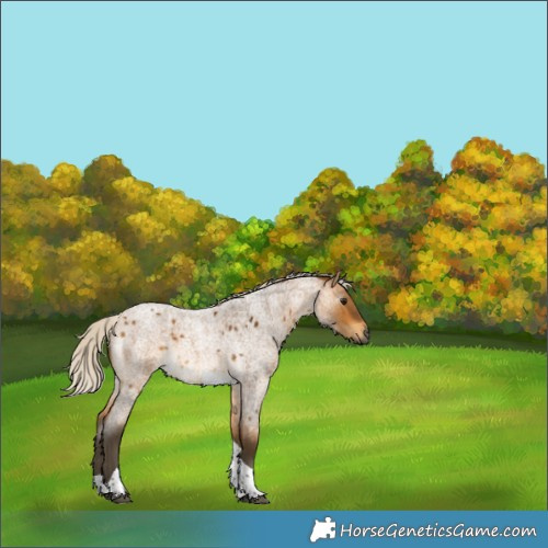Horse Color:Gray Silver Buckskin Roan Tobiano