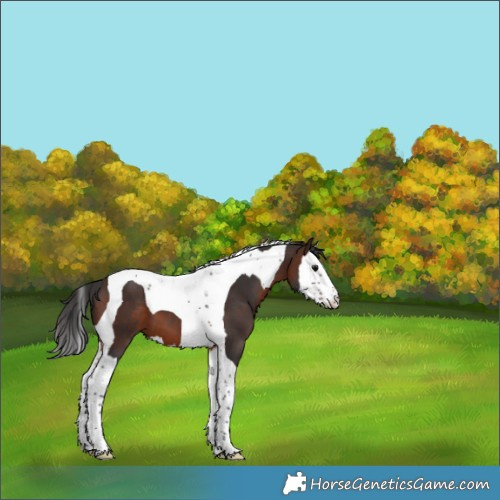 Horse Color:Brown Splash Tobiano 