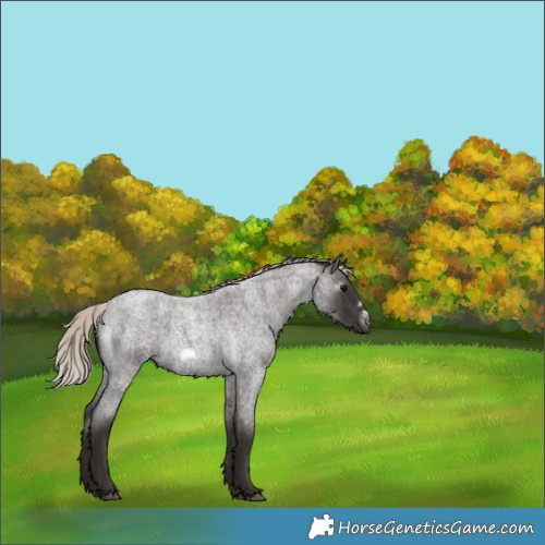 Horse Color:Gray Silver Blue Roan Frame 