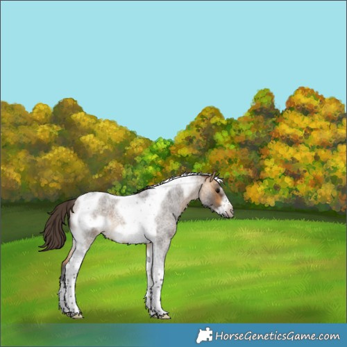 Horse Color:Buckskin Roan Tobiano Frame 