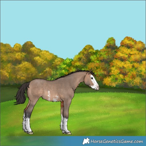 Horse Color:Brown Dun Sabino Splash Rabicano 