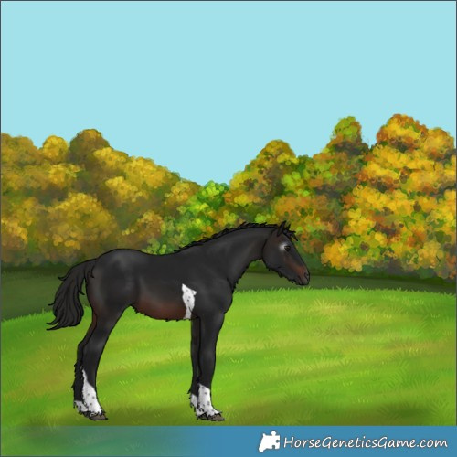 Horse Color:Gray Brown Tobiano 