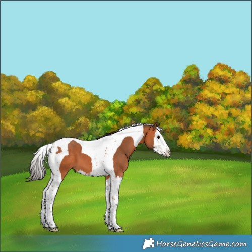 Horse Color:Bay Splash Tobiano 