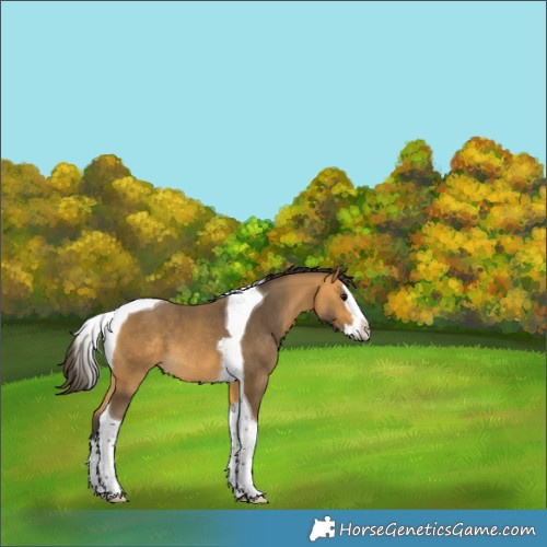 Horse Color:Buckskin Splash Tobiano 