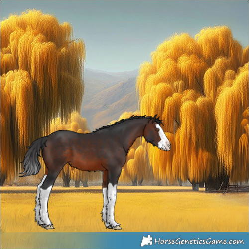 Horse Color:Brown Splash 