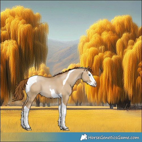 Horse Color:Gray Smoky Grullo Pearl Splash Tobiano 