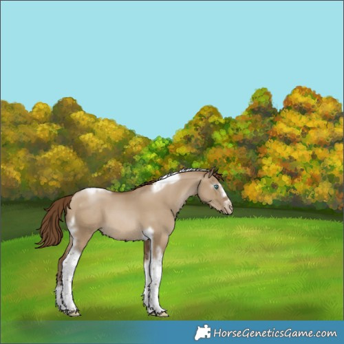 Horse Color:Gray White Spotted Smoky Grullo Pearl Splash Tobiano Frame 