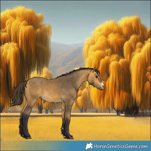 Horse Color:Buckskin 