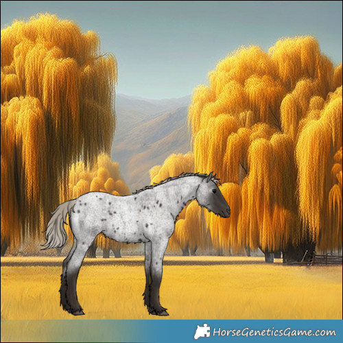 Horse Color:Gray Silver Blue Roan 
