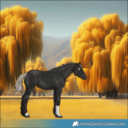 Horse Color:Gray Silver Black Tobiano 