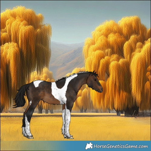 Horse Color:Gray Buckskin Tobiano 