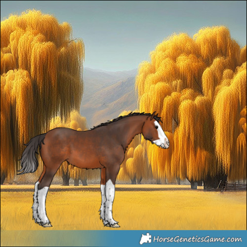 Horse Color:Bay Splash 