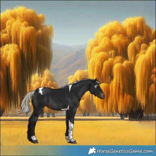 Horse Color:Gray Silver Brown Tobiano Appaloosa 