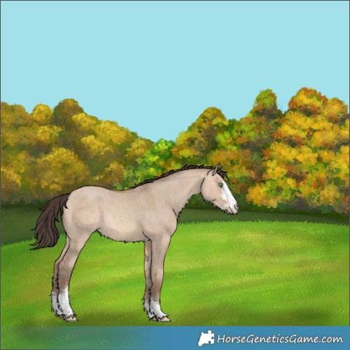 Horse Color:Sable Champagne Dun Sabino 