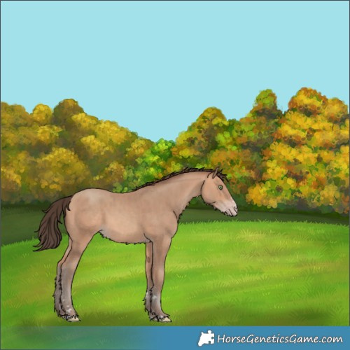 Horse Color:Amber Champagne 