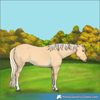 Horse Color:Palomino Dun Tobiano 