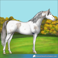 Horse Color:Liver Red Dun Splash Tobiano