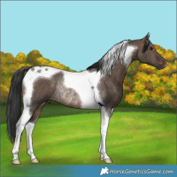 Horse Color:Brown Dun Tobiano Rabicano 