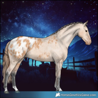 Horse Color:Bay Dun Appaloosa 