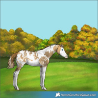 Horse Color:White Spotted Buckskin Dun Splash Appaloosa 