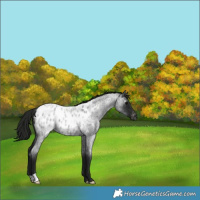 Horse Color:Gray Blue Roan Appaloosa 