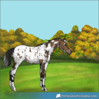 Horse Color:Gray White Spotted Brown Dun Appaloosa 