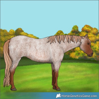 Horse Color:Red Roan