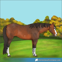 Horse Color:Bay 