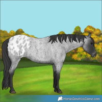 Horse Color:Blue Roan Appaloosa 