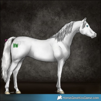 Horse Color:Gray Silver Grullo Roan Splash 