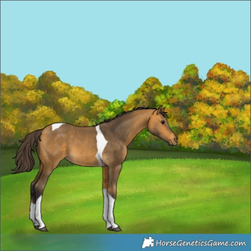 Horse Color:Buckskin Tobiano 