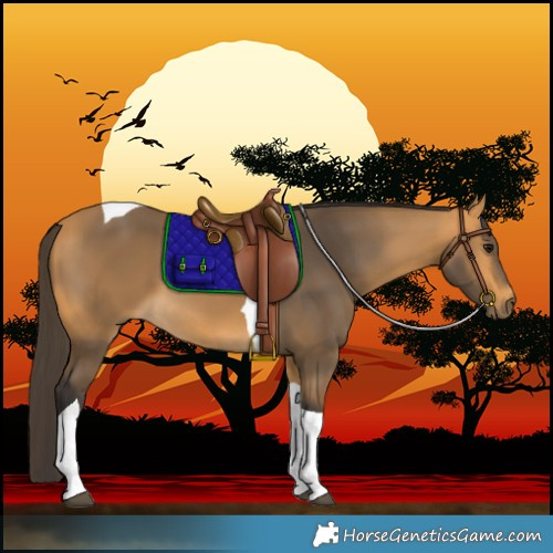 Horse Color:Buckskin Tobiano 