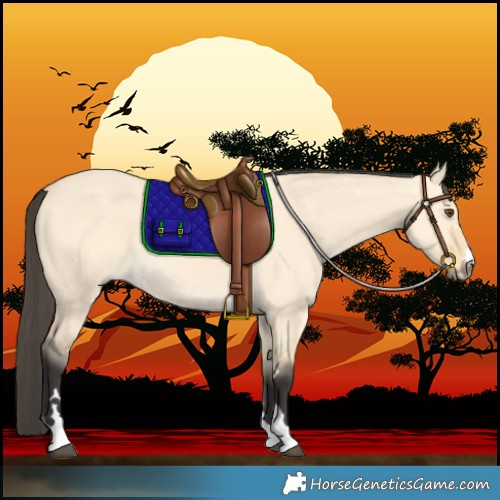 Horse Color:Buckskin Dun 