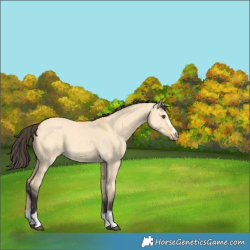 Horse Color:Buckskin Dun 